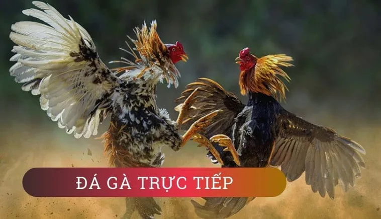 Hướng Dẫn Cách Chơi Đá Gà WS168 Tại SV368 Chỉ Trong Vài Bước